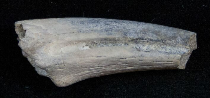 Partial Ornithomimus Hand Claw - Montana #13718
